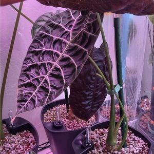 RESERVED Watsoniana and friends